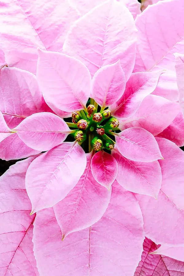 poinsettia decor idea 3