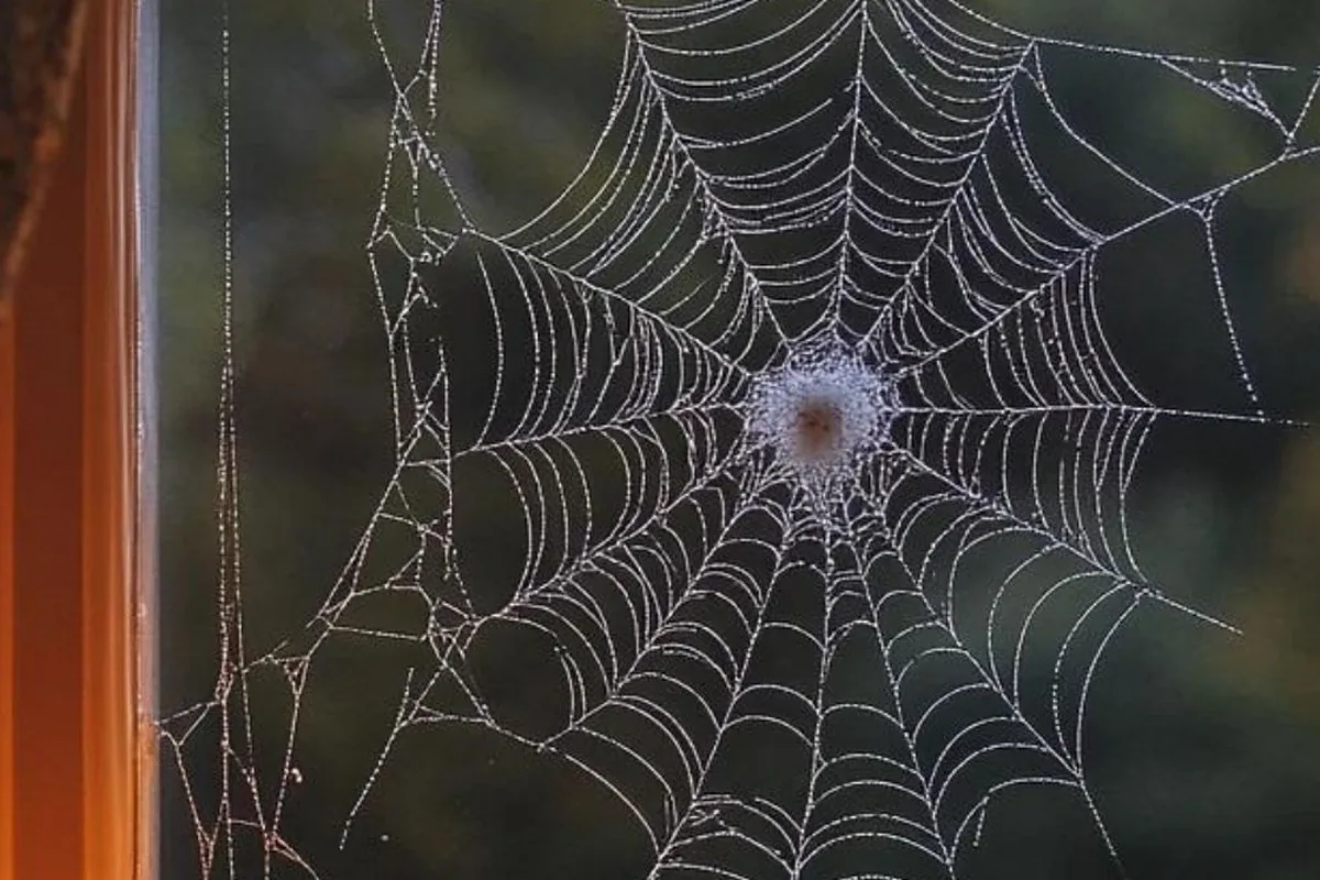 23 Halloween Window Decor Ideas To Try This Year - idea 4