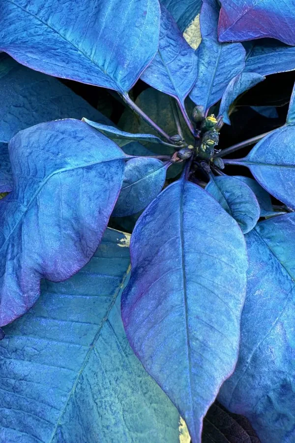 poinsettia decor idea 12