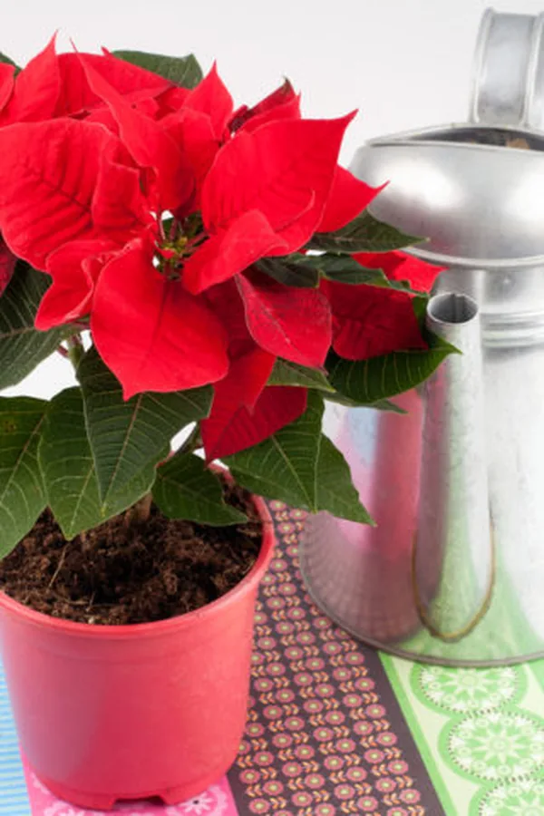 poinsettia decor idea 18